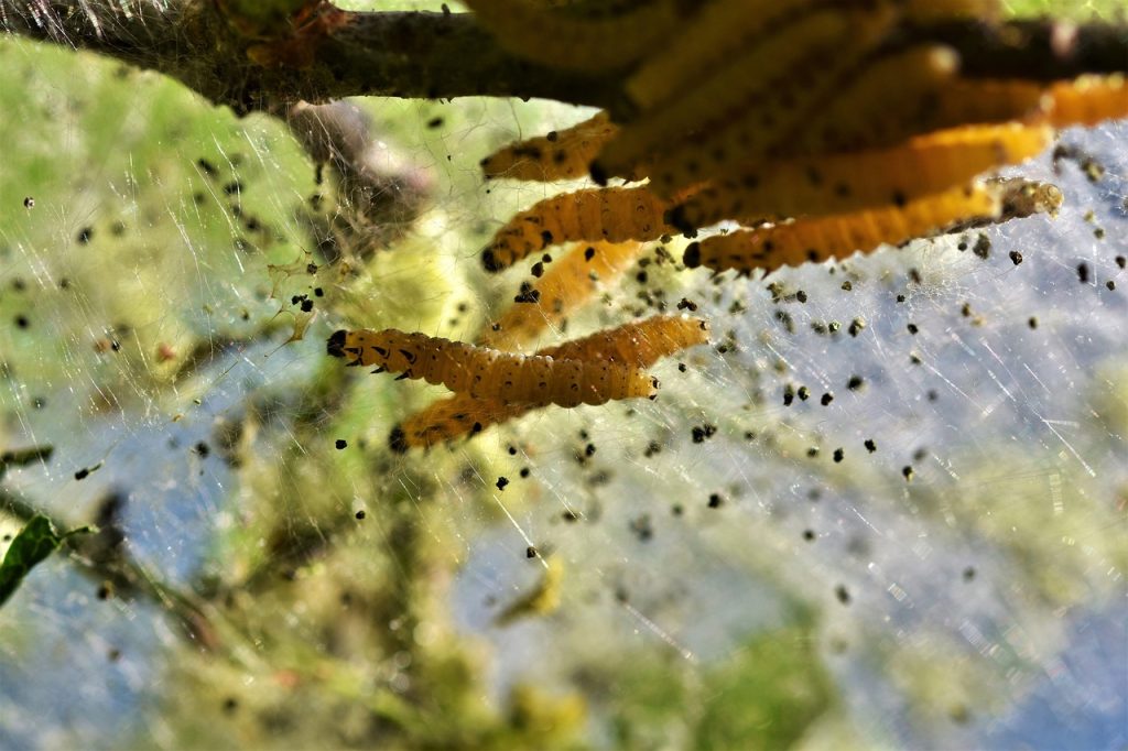 caterpillar, larva, galleriinae-4229564.jpg